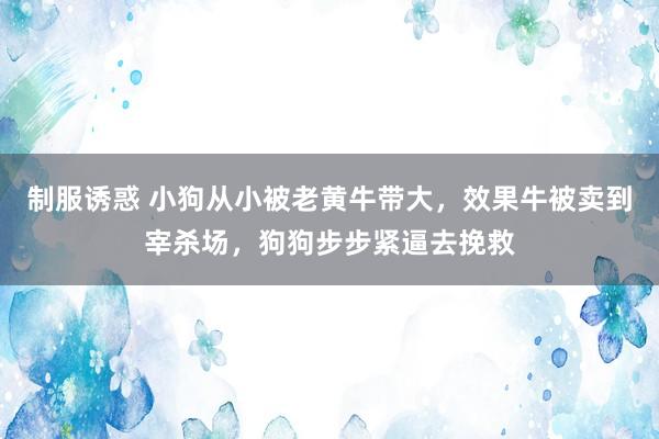 制服诱惑 小狗从小被老黄牛带大，效果牛被卖到宰杀场，狗狗步步紧逼去挽救