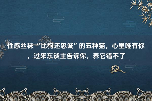 性感丝袜 “比狗还忠诚”的五种猫，心里唯有你，过来东谈主告诉你，养它错不了